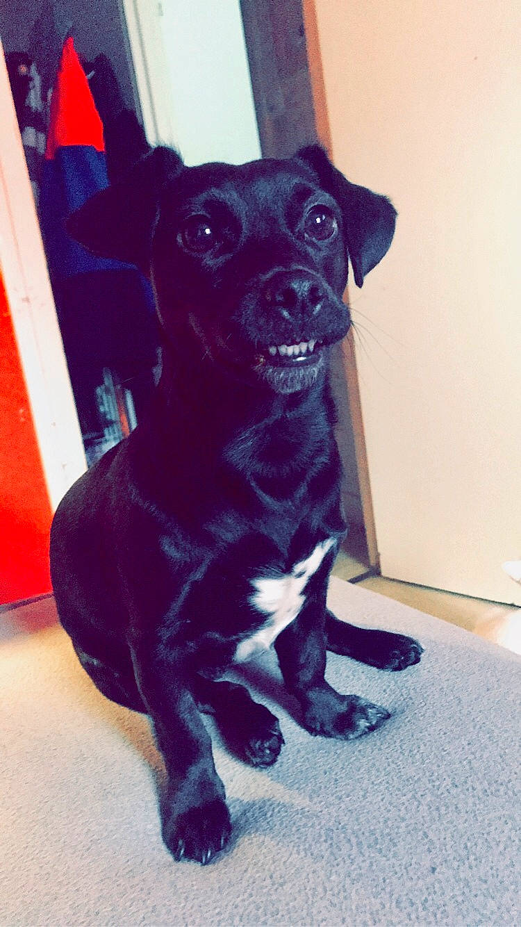 Naya a rejoint le concours — aidez-le/la à gagner de superbes lots ! canidae, carnivore, companion_dog, dog, dog_breed, ear, fawn, mammal, non_sporting_group, patterdale_terrier, pug, puggle, puppy, rare_breed_dog, snout, sporting_group, tail