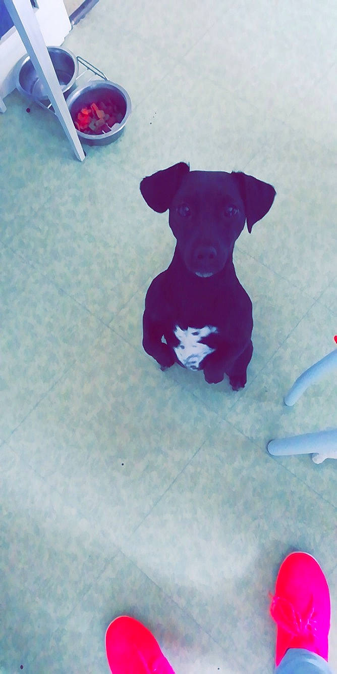 Naya participe au concours pour gagner de l'argent avec cette photo : canidae, carnivore, dog, dog_breed, non_sporting_group, pit_bull, puppy, red, sporting_group