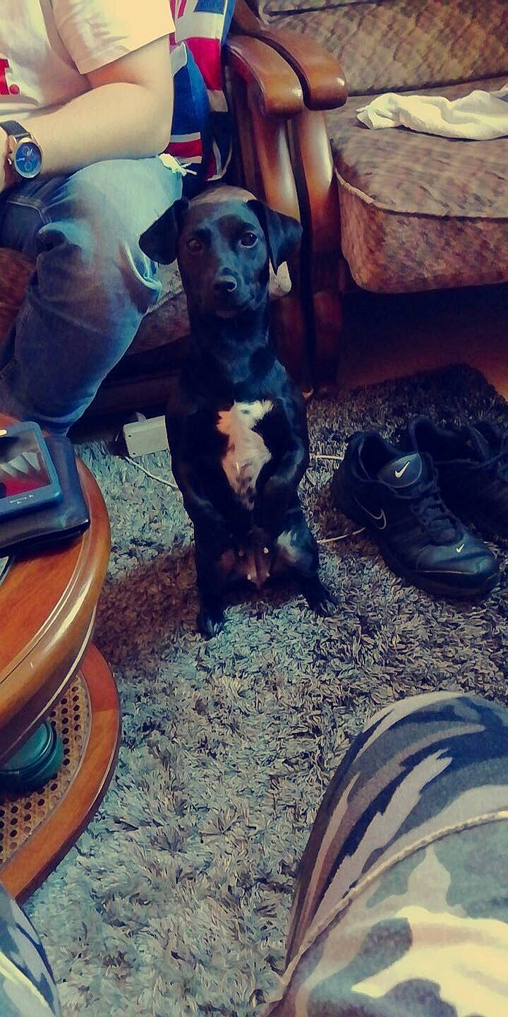 Naya participe au concours pour gagner de l'argent avec cette photo : american_pit_bull_terrier, cane_corso, canidae, carnivore, chair, companion_dog, dog, dog_breed, fawn, footwear, guard_dog, non_sporting_group, patterdale_terrier, pit_bull, puppy, shoe, sporting_group