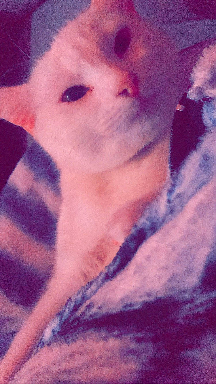 Pickie participe au concours pour gagner de l'argent avec cette photo : cat, eye, felidae, fur, kitten, lip, mouth, nose, pink, skin, sky, whiskers