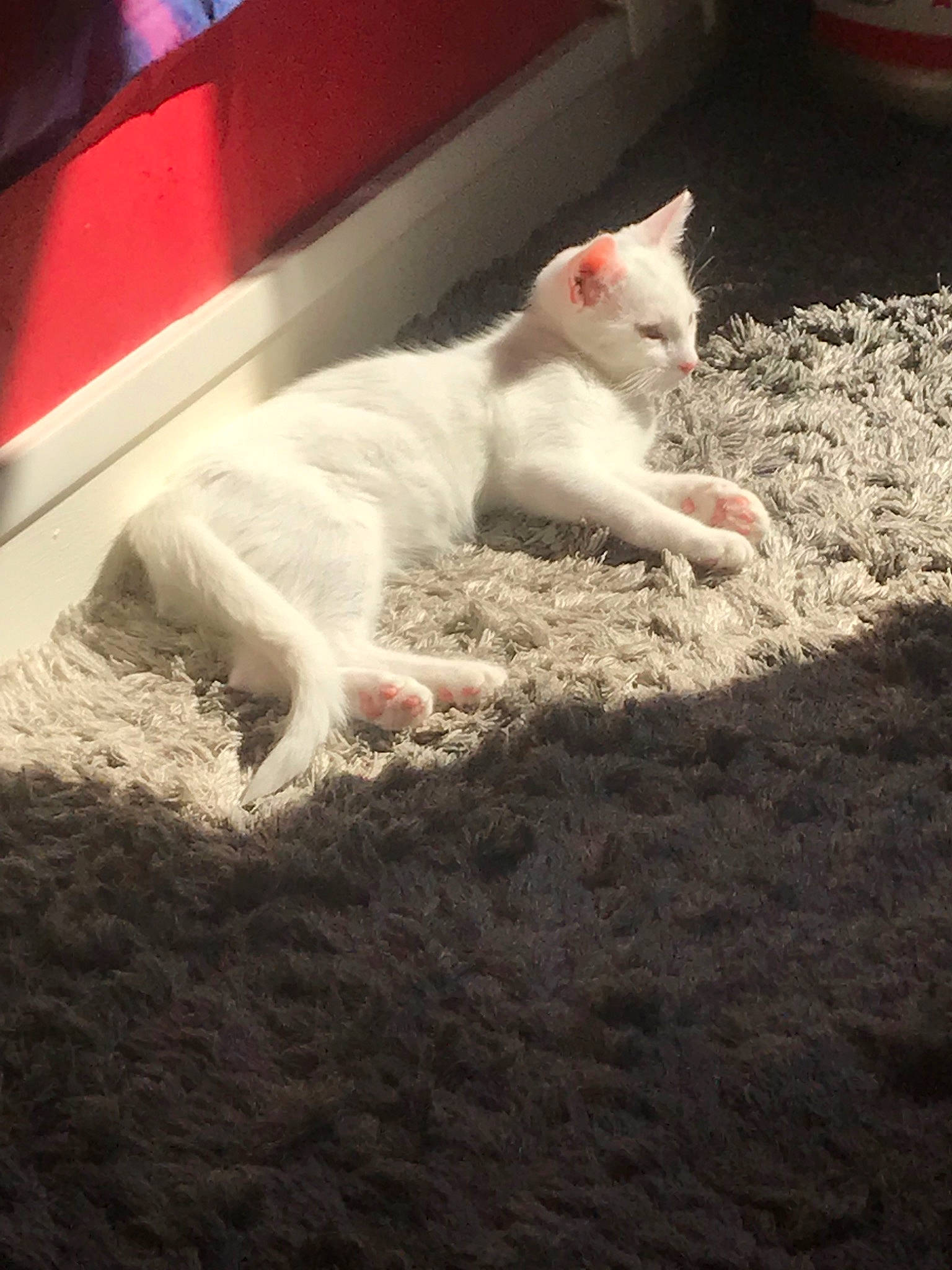 Pickie a rejoint le concours — aidez-le/la à gagner de superbes lots ! carnivore, cat, colorpoint_shorthair, cornish_rex, devon_rex, fawn, felidae, fur, khao_manee, kitten, mammal, peterbald, sky, small_to_medium_sized_cats, tail, turkish_angora, turkish_van, whiskers