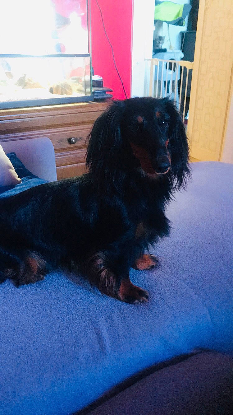 Opale participe au concours pour gagner de l'argent avec cette photo : boykin_spaniel, canidae, carnivore, cavalier_king_charles_spaniel, cocker_spaniel, companion_dog, dachshund, dog, dog_breed, mammal, puppy, rare_breed_dog, snout, spaniel, sporting_group