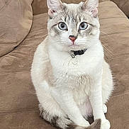 Tataki is registered to the contest to win money with this photo: cat, blue_eyes, white_fur, grey_fur, sitting, tail, couch, indoor, pet, collar, curious, feline, whiskers, ears, closeup, domestic_animal, fur, face, animal, relaxed