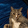 cat, tabby_cat, feline, pet, animal, fur, whiskers, relaxed, indoor, blue_background, velvet, soft_texture, close_up, cute, mammal, laying_down, domestic_animal, striped, white_belly, paw
