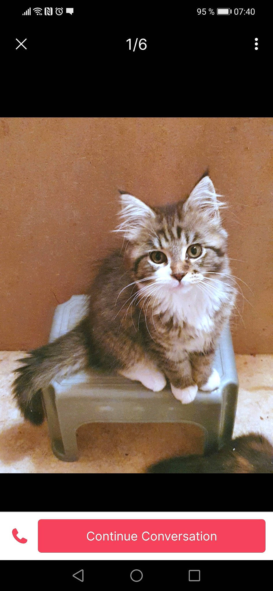 Daisy joined the competition — help win amazing prizes! box, cardboard, carnivore, cat, claw, domestic_short_haired_cat, fawn, felidae, fur, hardwood, maine_coon, paw, sitting, small_to_medium_sized_cats, snout, tail, terrestrial_animal, whiskers, window, wood