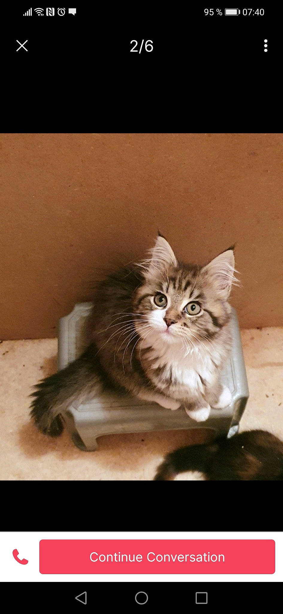 Daisy joined the competition — help win amazing prizes! carnivore, cat, claw, darkness, domestic_short_haired_cat, fawn, felidae, fur, maine_coon, paw, photo_caption, sitting, small_to_medium_sized_cats, snout, terrestrial_animal, whiskers, wildlife, window, wood