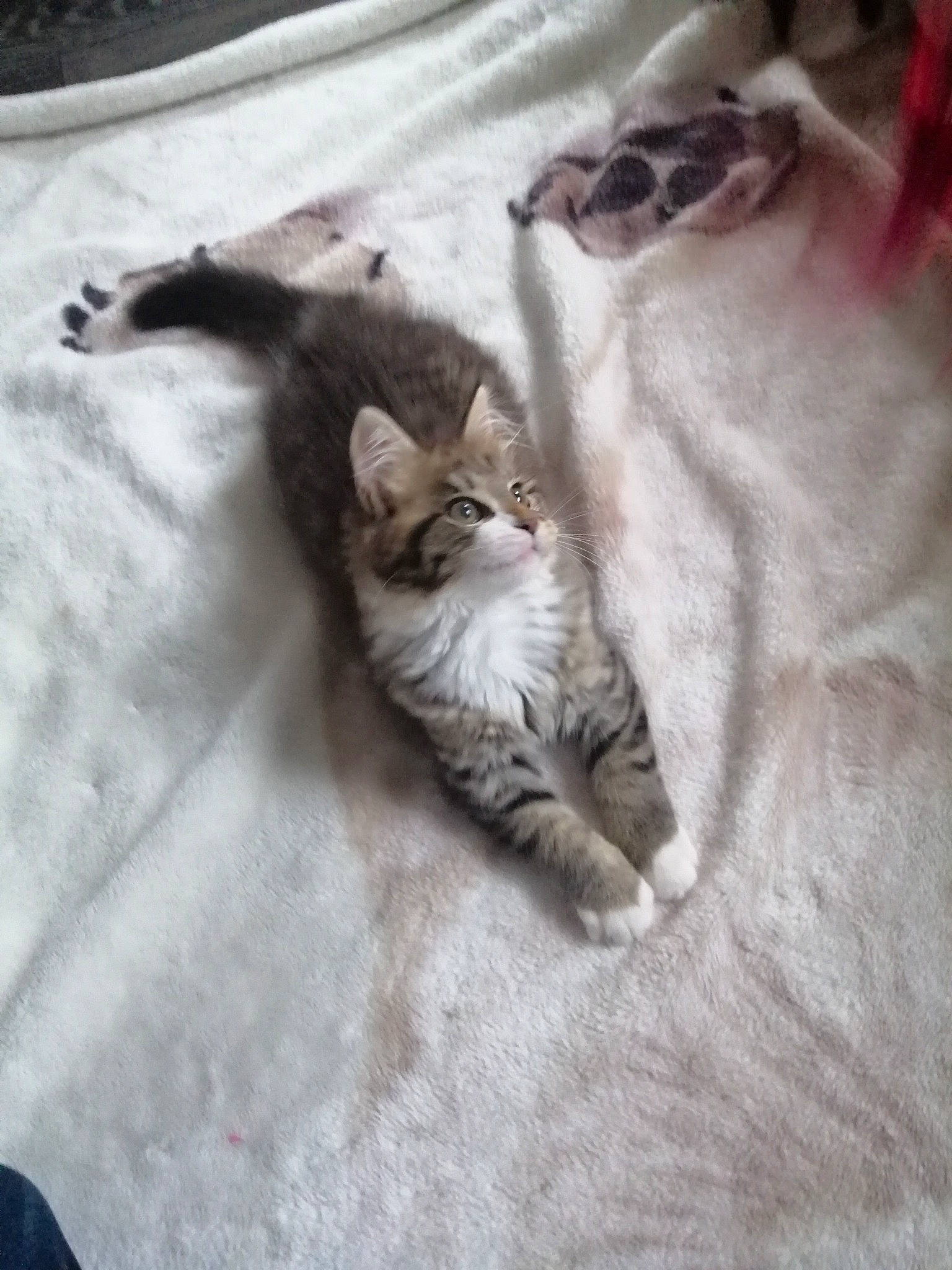 Daisy is registered to the contest to win money with this photo: bed, carnivore, cat, claw, comfort, domestic_short_haired_cat, fawn, felidae, fur, grey, linens, nap, paw, sleep, small_to_medium_sized_cats, tail, tree, whiskers, wood