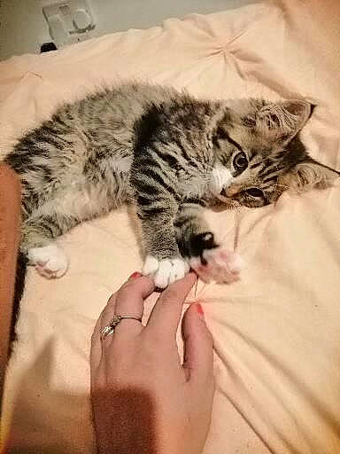 Daisy is registered to the contest to win money with this photo: bed, carnivore, cat, comfort, domestic_short_haired_cat, ear, eye, felidae, finger, fur, gesture, hand, hug, nail, paw, small_to_medium_sized_cats, snout, tail, vertebrate, whiskers