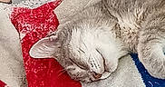 Grizou participe au concours pour gagner de l'argent avec cette photo : cat, sleeping, gray_cat, pet, animal, whiskers, closed_eyes, fur, blanket, red_blanket, blue_blanket, cozy, indoors, relaxed, cuddling, human_hands, wristwatch, portrait, close_up, cute