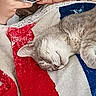 cat, sleeping, gray_cat, pet, animal, whiskers, closed_eyes, fur, blanket, red_blanket, blue_blanket, cozy, indoors, relaxed, cuddling, human_hands, wristwatch, portrait, close_up, cute