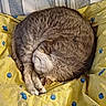 cat, sleeping, curled_up, pet, feline, fur, gray_fur, white_paws, whiskers, closed_eyes, nap, bed, bedding, yellow_blanket, patterned_fabric, fish_pattern, seashell_pattern, cozy, indoors, portrait
