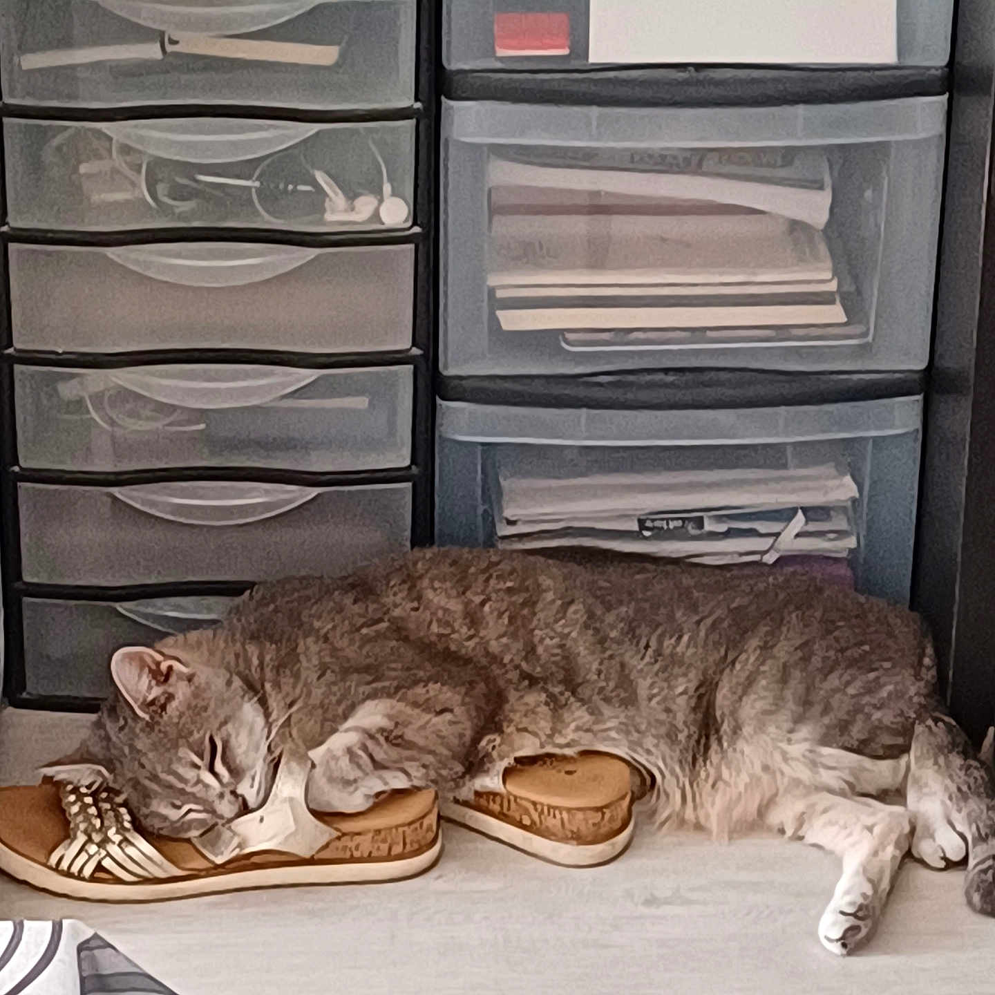 Grizou participe au concours pour gagner de l'argent avec cette photo : cat, tabby_cat, sleeping, pet, animal, fur, striped_fur, whiskers, closed_eyes, paws, sandals, footwear, drawer_unit, storage, organizer, indoor, home, floor, nap, cozy