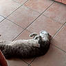 Grizou a rejoint le concours — aidez-le/la à gagner de superbes lots ! cat, fluffy, gray_and_white, lying_down, belly_up, paws_up, sleeping, relaxed, indoor, tile_floor, terracotta, pink_sofa, home, pet, furry, cute, playful, resting, animal, casual_photo