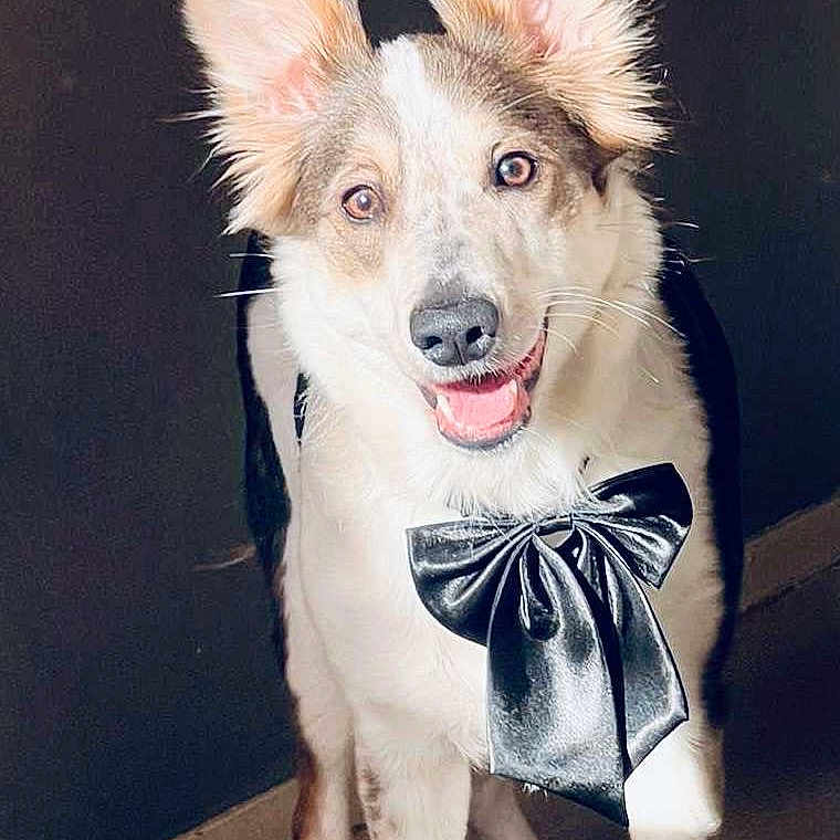 Taïka Clavier a rejoint le concours — aidez-le/la à gagner de superbes lots ! accessories, animal, bowtie, canine, dog, eskimodog, face, formalwear, head, hound, husky, leash, person, pet, photography, portrait, puppy, strap, tie, whitedog