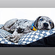 Bella is registered to the contest to win money with this photo: animal, blue_eyes, checkered_pattern, collar, cushion, cute, dog, domestic_animal, fur, indoors, lying_down, paw, pet, portrait, puppy, relaxed, resting, snout, spotted, young_dog