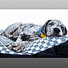 animal, blue_eyes, checkered_pattern, collar, cushion, cute, dog, domestic_animal, fur, indoors, lying_down, paw, pet, portrait, puppy, relaxed, resting, snout, spotted, young_dog