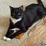 Petunia is registered to the contest to win money with this photo: cat, tuxedo_cat, black_and_white, pet, indoor, carpet, toy, sock, curious, relaxed, animal, whiskers, paws, fur, playful, laying_down, crumpled_paper, home, closeup, feline