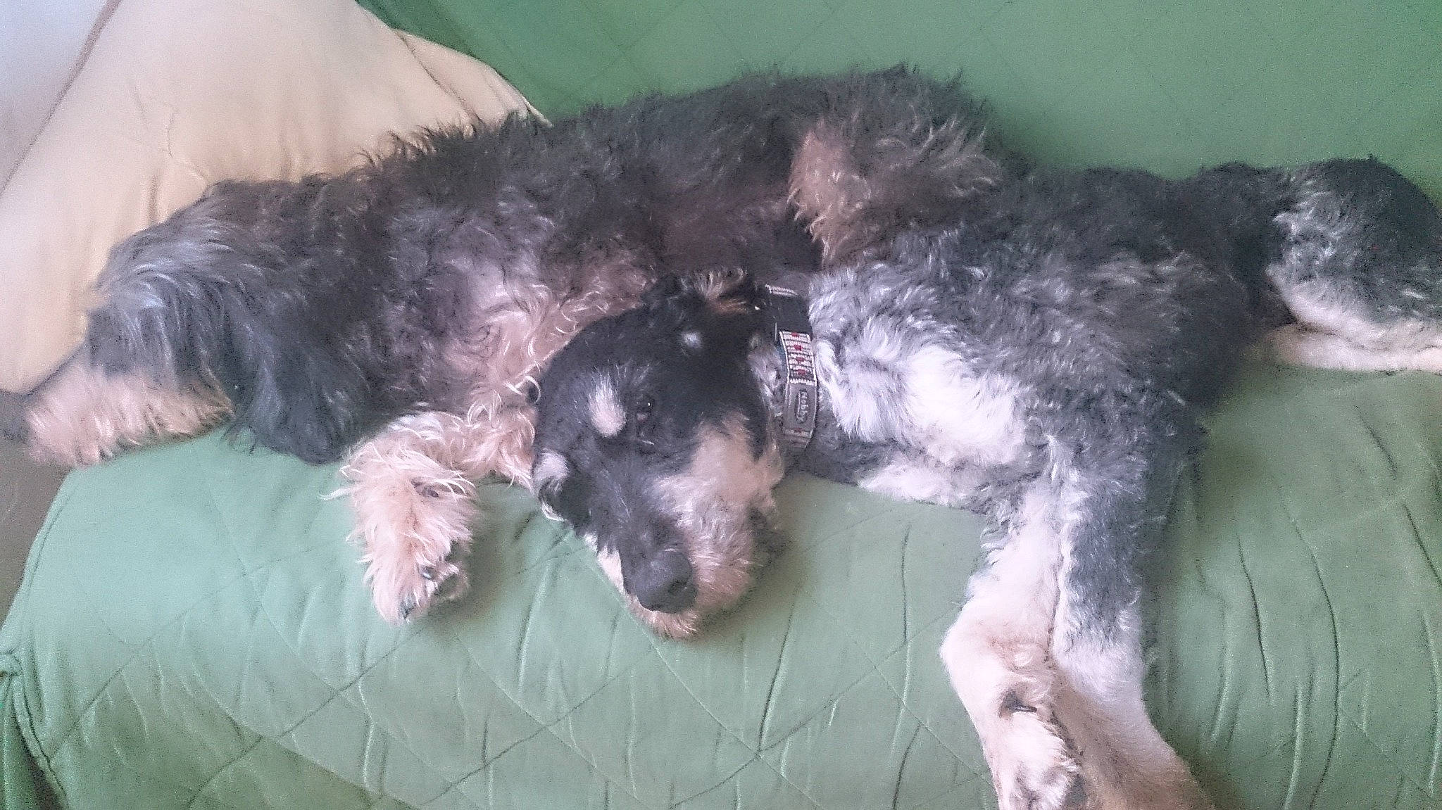 Mozart a rejoint le concours — aidez-le/la à gagner de superbes lots ! canidae, carnivore, dog, dog_breed, irish_wolfhound, mammal, miniature_poodle, non_sporting_group, poodle, poodle_crossbreed, pumi, snout, sporting_group, standard_poodle, terrier