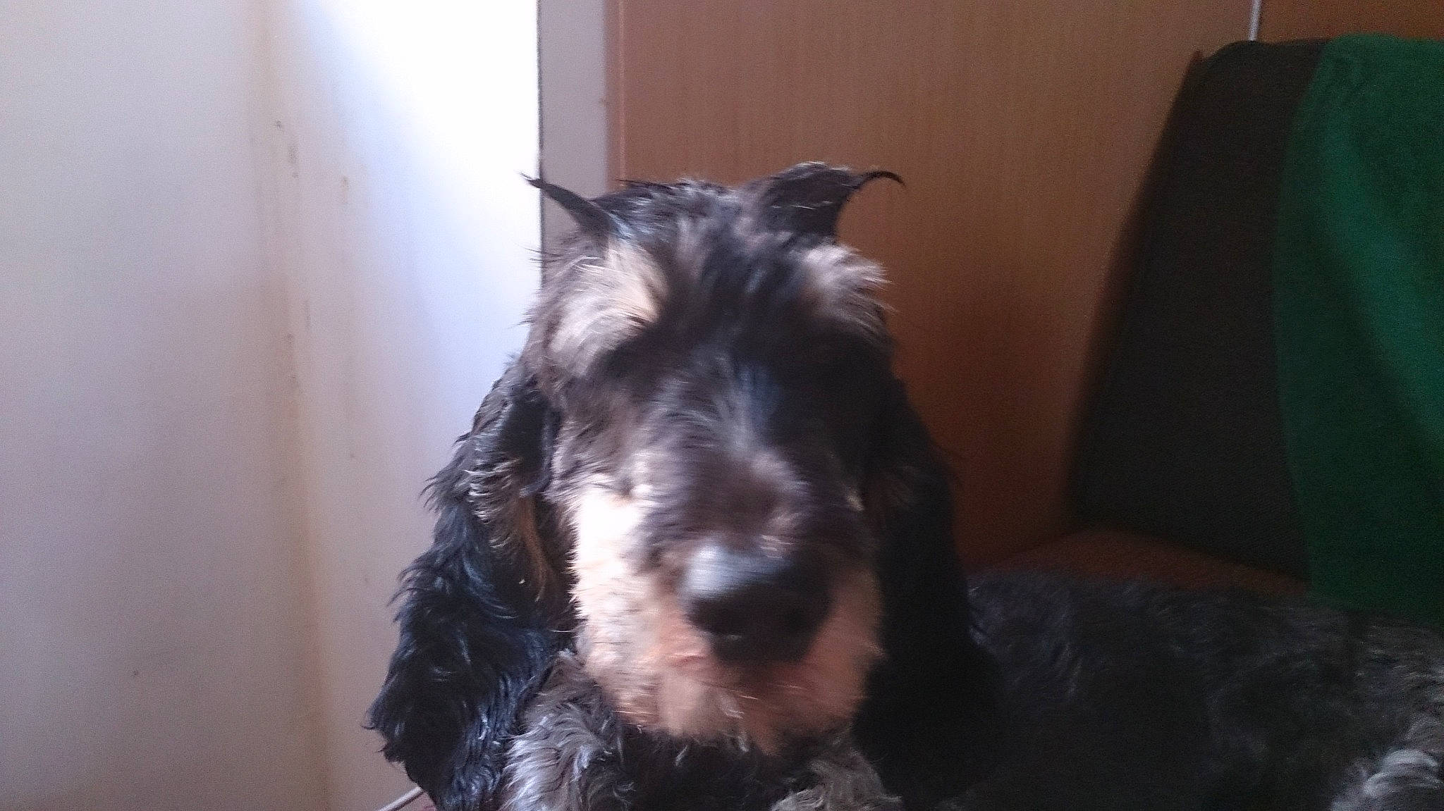 Mozart participe au concours pour gagner de l'argent avec cette photo : canidae, carnivore, companion_dog, dog, dog_breed, ear, mammal, miniature_schnauzer, non_sporting_group, puppy, schnauzer, scottish_terrier, small_terrier, snout, sporting_group, standard_schnauzer, terrier, vertebrate