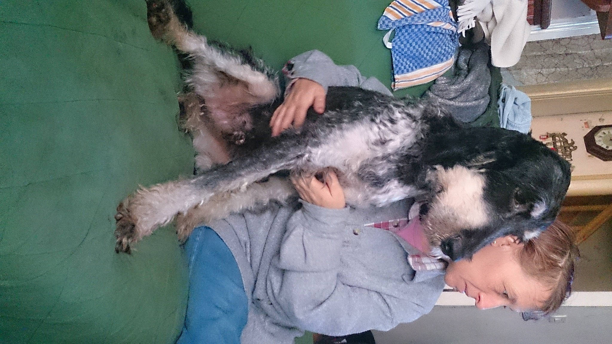 Mozart a rejoint le concours — aidez-le/la à gagner de superbes lots ! canidae, carnivore, dog_breed, fur