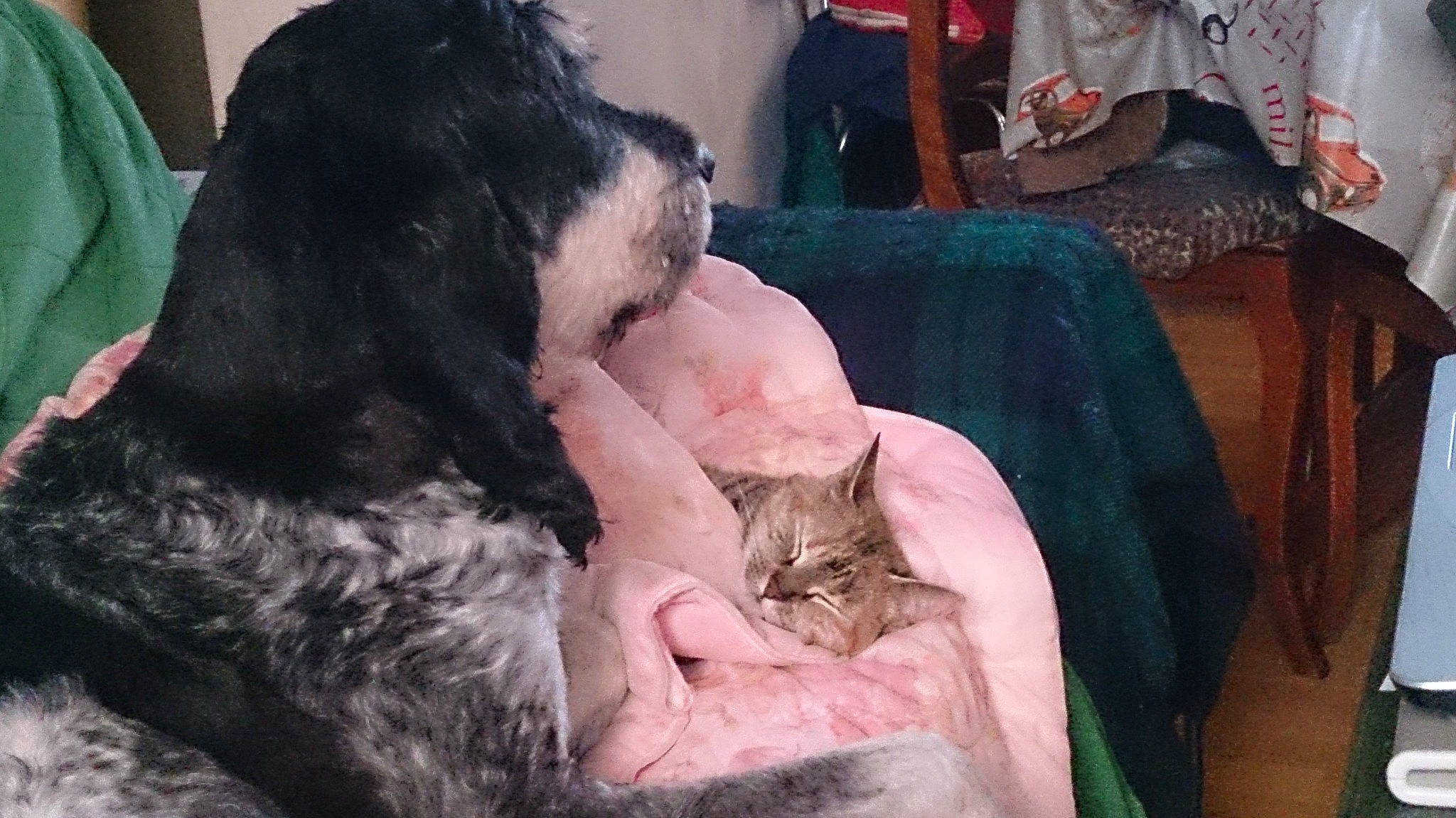 Mozart a rejoint le concours — aidez-le/la à gagner de superbes lots ! carnivore, cat, domestic_short_haired_cat, ear, european_shorthair, felidae, fur, nap, small_to_medium_sized_cats, snout, whiskers