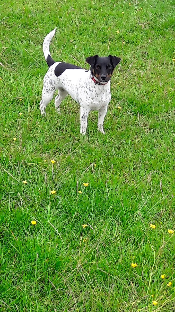 Jess is registered to the contest to win money with this photo: carnivore, collar, companion_dog, dog, dog_breed, grass, grassland, groundcover, herbaceous_plant, hunting_dog, lawn, meadow, non_sporting_group, pasture, people_in_nature, plant, sporting_group, tail, terrier, working_animal