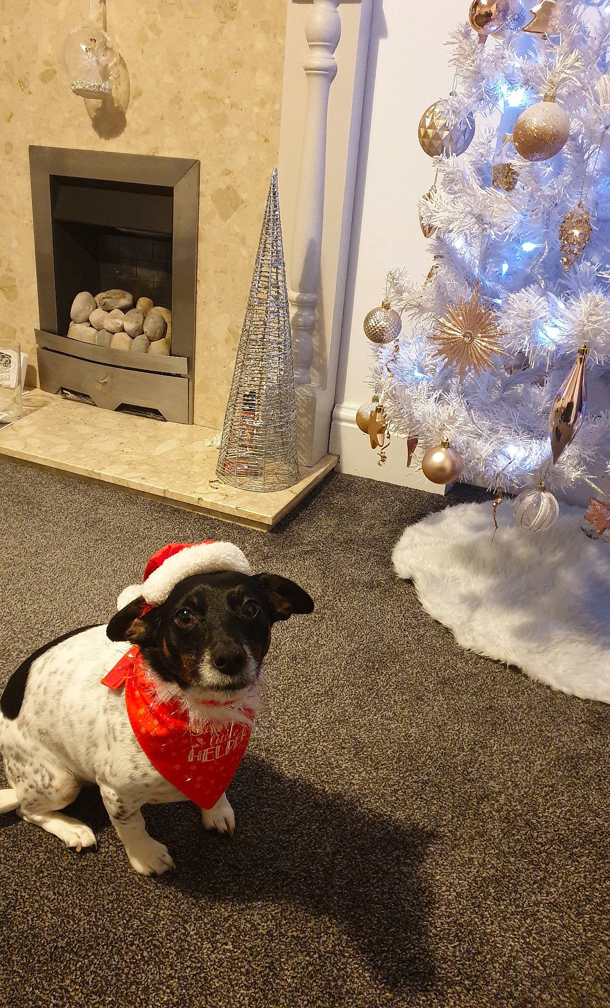 Jess joined the competition — help win amazing prizes! carnivore, christmas, christmas_decoration, christmas_ornament, christmas_tree, companion_dog, dog, dog_breed, event, fawn, floor, flooring, holiday_ornament, lighting, ornament, sporting_group, tail, tints_and_shades, wood, working_animal