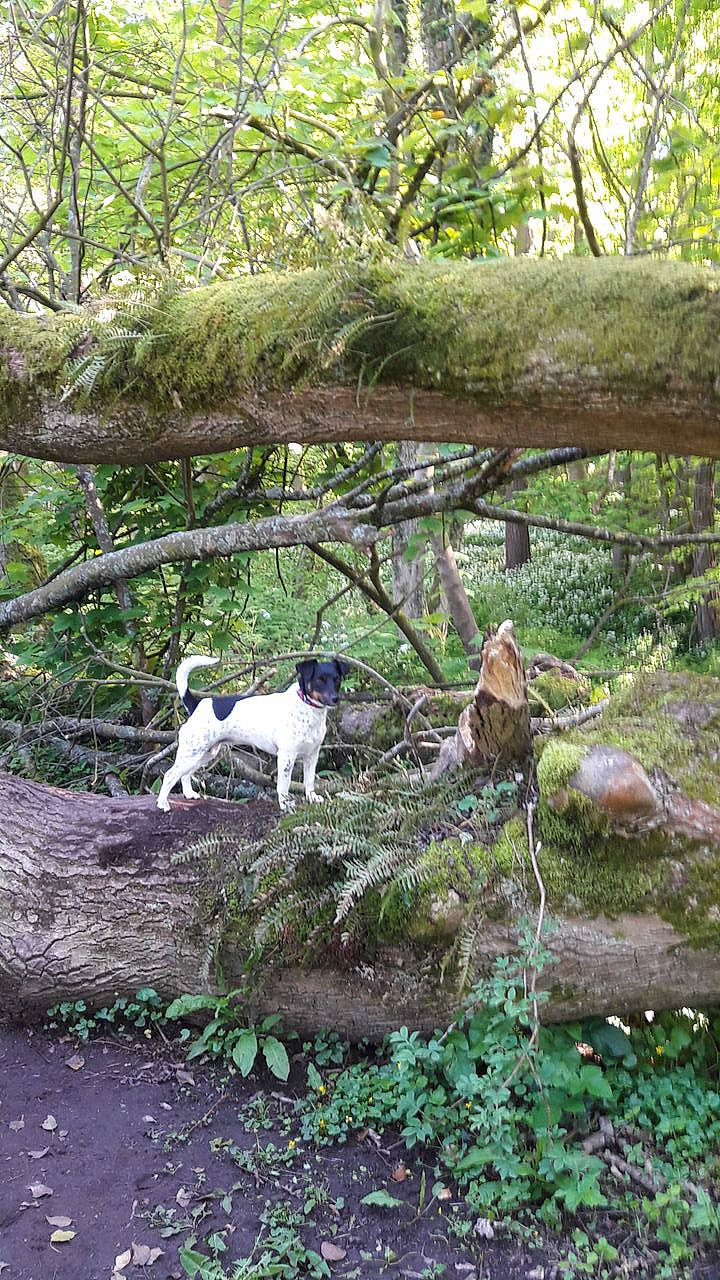 Jess joined the competition — help win amazing prizes! canidae, carnivore, dog, dog_breed, fawn, forest, grass, groundcover, jungle, plant, shrub, soil, sporting_group, tail, terrestrial_plant, tree, trunk, twig, wood, woodland