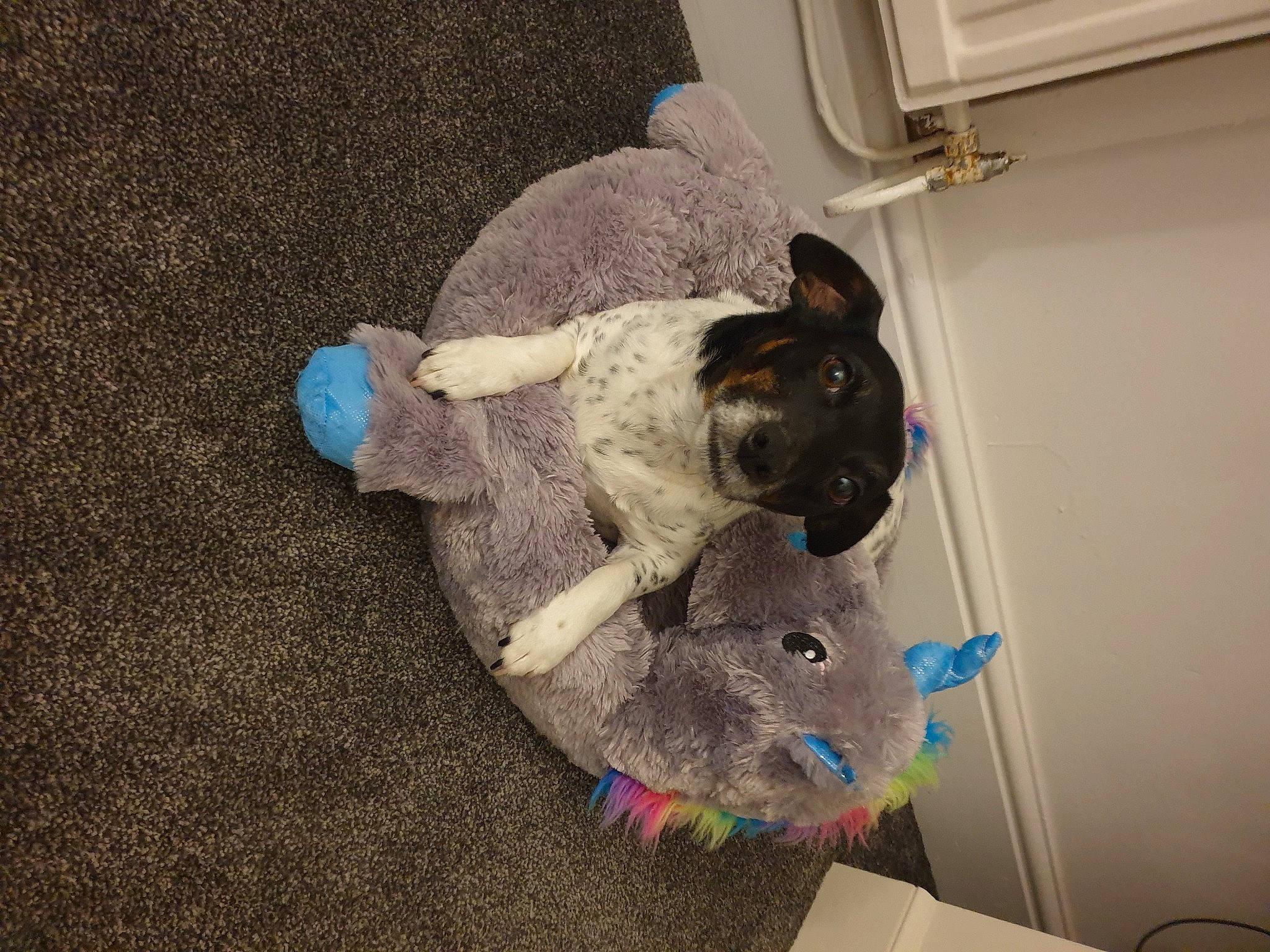 Jess joined the competition — help win amazing prizes! art, comfort, companion_dog, domestic_short_haired_cat, electric_blue, fawn, felidae, flooring, fur, grey, plush, rabbits_and_hares, room, small_to_medium_sized_cats, stuffed_toy, tail, toy, whiskers, wool, woolen