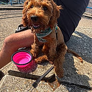 Teddy joined the competition — help win amazing prizes! dog, curly_fur, harness, leash, pink_bowl, person, tattoo, arm, outdoor, sunny, stone_surface, blue_railing, greenery, shadow, happy, pet, water_bowl, resting, closeup, daylight