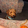 Teddy is registered to the contest to win money with this photo: dog, brown_dog, pet, indoor, couch, furniture, toy, orange_ball, carpet, harness, curious, living_room, fluffy, animal, floor, home, domestic_animal, looking, decor, relaxing