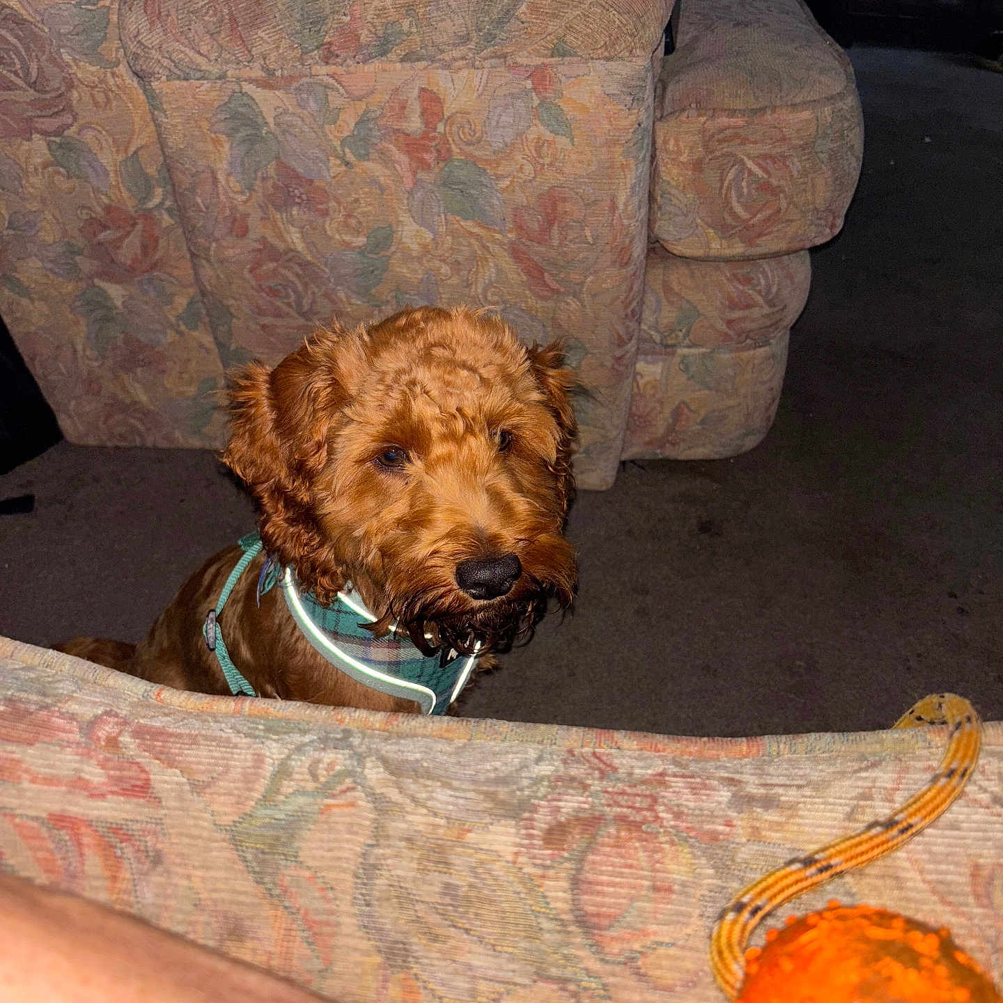 Teddy is registered to the contest to win money with this photo: animal, brown_dog, carpet, couch, curious, decor, dog, domestic_animal, floor, fluffy, furniture, harness, home, indoor, living_room, looking, orange_ball, pet, relaxing, toy