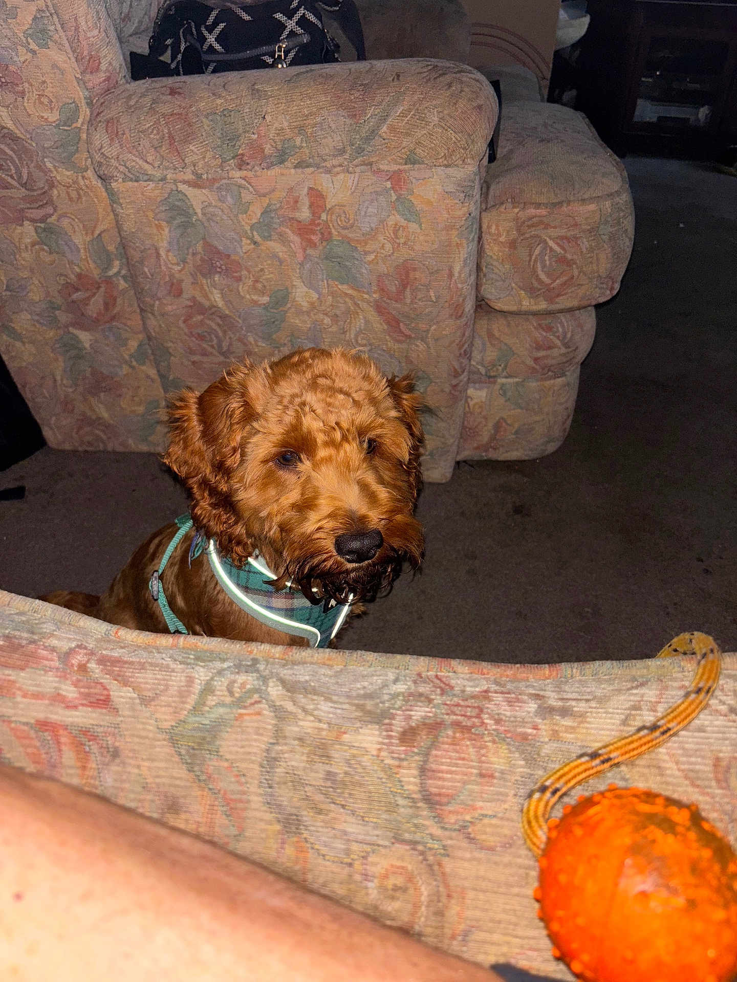 Teddy