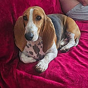 Vanille participe au concours pour gagner de l'argent avec cette photo : dog, basset_hound, pet, canine, lying_down, red_blanket, indoor, person_partial, relaxing, fur, ears, snout, paws, home, couch, resting, brown, white, black, spot
