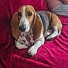dog, basset_hound, pet, canine, lying_down, red_blanket, indoor, person_partial, relaxing, fur, ears, snout, paws, home, couch, resting, brown, white, black, spot