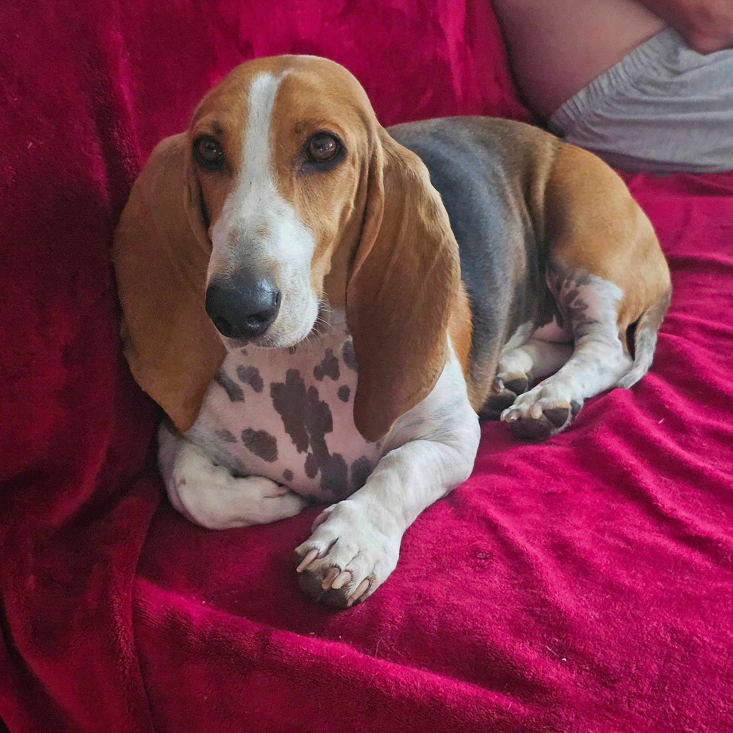 Vanille participe au concours pour gagner de l'argent avec cette photo : dog, basset_hound, pet, canine, lying_down, red_blanket, indoor, person_partial, relaxing, fur, ears, snout, paws, home, couch, resting, brown, white, black, spot
