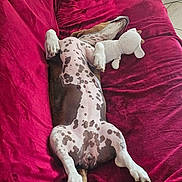 Vanille participe au concours pour gagner de l'argent avec cette photo : animal, belly_up, canine, comfort, couch, dog, fur, home, indoor, knitted_toy, lying_down, paw, pet, plush, red_couch, relaxed, resting, spotted_dog, stuffed_animal, tail