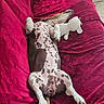 animal, belly_up, canine, comfort, couch, dog, fur, home, indoor, knitted_toy, lying_down, paw, pet, plush, red_couch, relaxed, resting, spotted_dog, stuffed_animal, tail