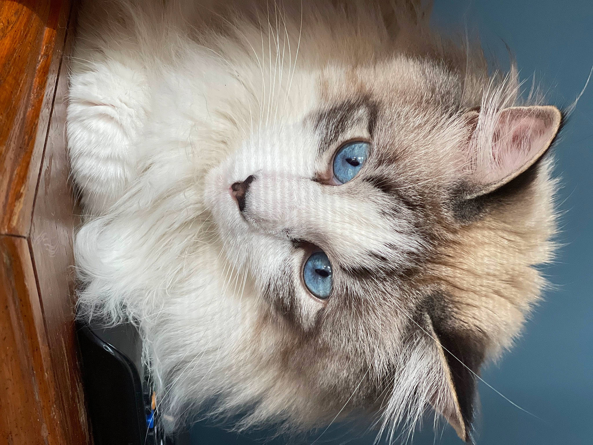 Binks is registered to the contest to win money with this photo: british_longhair, carnivore, cat, domestic_short_haired_cat, felidae, fur, hardwood, paw, persian, ragdoll, siberian, small_to_medium_sized_cats, snout, terrestrial_animal, whiskers, wood