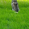 Orion participe au concours pour gagner de l'argent avec cette photo : dog, animal, grass, outdoor, meadow, wildflowers, nature, canine, back_view, greenery, sunlight, peaceful, sitting, fur, pets, summer, field, serene, daylight, alone