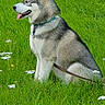 Orion a rejoint le concours — aidez-le/la à gagner de superbes lots ! dog, husky, sitting, grass, greenery, wildflowers, outdoor, nature, pet, canine, collar, leash, sunlight, happy, tongue_out, ears_up, field, summer, animal, mammal
