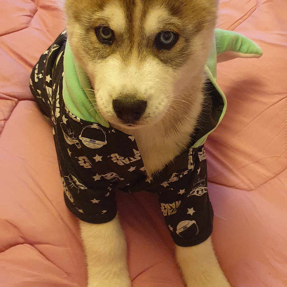Orion participe au concours pour gagner de l'argent avec cette photo : husky, puppy, dog, hoodie, bed, pink_bedspread, quilted, indoor, pet, animal, cute, attentive, blue_eye, brown_eye, bicolor_eyes, clothing, young, sitting, looking_at_camera, cozy