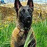 dog, belgian_malinois, grass, outdoor, fence, construction, blue_sky, clouds, nature, animal, pet, canine, ears, collar, portrait, sitting, alert, greenery, daytime, field