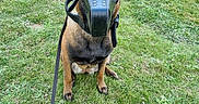 Siska participe au concours pour gagner de l'argent avec cette photo : dog, german_shepherd, muzzle, leash, grass, outdoor, pet, canine, animal, fence, ears, sitting, alert, nature, field, muzzle_strap, brown, black, eyes, portrait