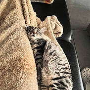 Zootopie a rejoint le concours — aidez-le/la à gagner de superbes lots ! cat, tabby, sleeping, fleece_blanket, cozy, black_leather_couch, indoor, relaxed, pet, animal, fur, striped, resting, comfort, home, blanket, furniture, cute, mammal, domestic