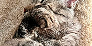 Zootopie participe au concours pour gagner de l'argent avec cette photo : adorable, animal, blanket, cat, closeup, cozy, cute, ears, feline, fur, indoor, paw, pet, relaxation, resting, sleeping, soft, striped, tabby, whiskers