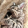 adorable, animal, blanket, cat, closeup, cozy, cute, ears, feline, fur, indoor, paw, pet, relaxation, resting, sleeping, soft, striped, tabby, whiskers