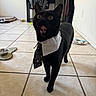 Gemini joined the competition — help win amazing prizes! black_cat, cat, tie, collar, indoor, tile_floor, pet, animal, surprised_expression, tongue_out, desk, chair, pet_bowl, plate, toy, home, furniture, whiskers, tail, floor