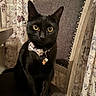 Gemini joined the competition — help win amazing prizes! black_cat, cat, yellow_eyes, bow_tie, charm, chair, wooden_chair, floral_curtains, indoor, pet, feline, portrait, domestic_cat, decor, curtains, furniture, animal, sitting, close_up, whiskers