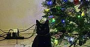 Gemini joined the competition — help win amazing prizes! cat, black_cat, christmas_tree, christmas_lights, holiday, tree_skirt, indoor, decorations, ornaments, pine_cones, festive, pets, animal, floor, tile_floor, power_cords, greenery, glowing_lights, sitting, domestic_cat